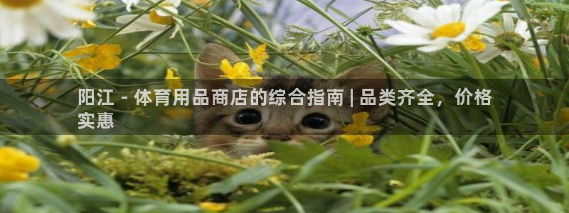 重庆欧陆娱乐有限公司电话：阳江 - 体育用品商店的综